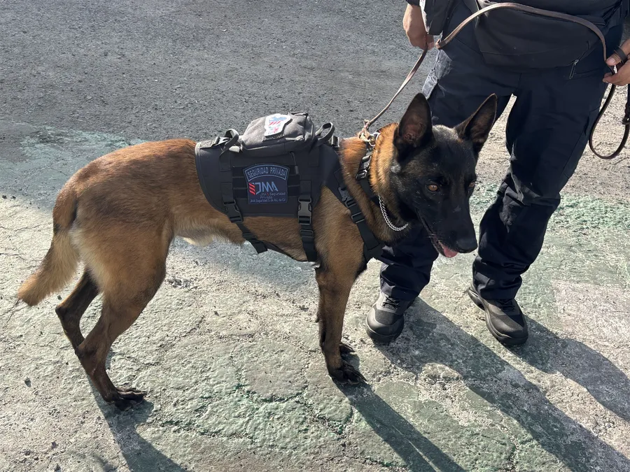 Malinois de trabajo con arnés de JMA Seguridad Privada junto a su manejador