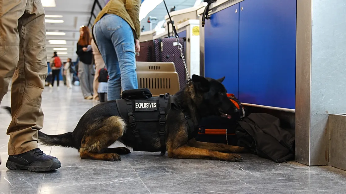 Binomio canino JMA inspeccionando equipaje al pie de mostradores en una terminal