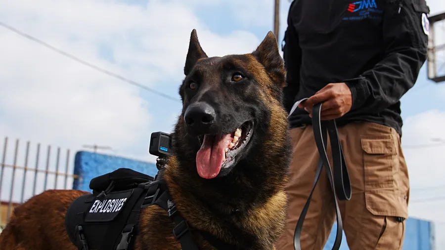 Malinois con arnés de detección de explosivos y cámara de registro, junto a manejador JMA