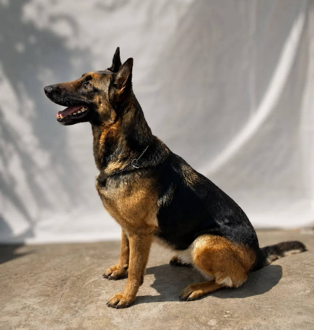 Can de detección en sesión de registro durante un seminario de JMA K9